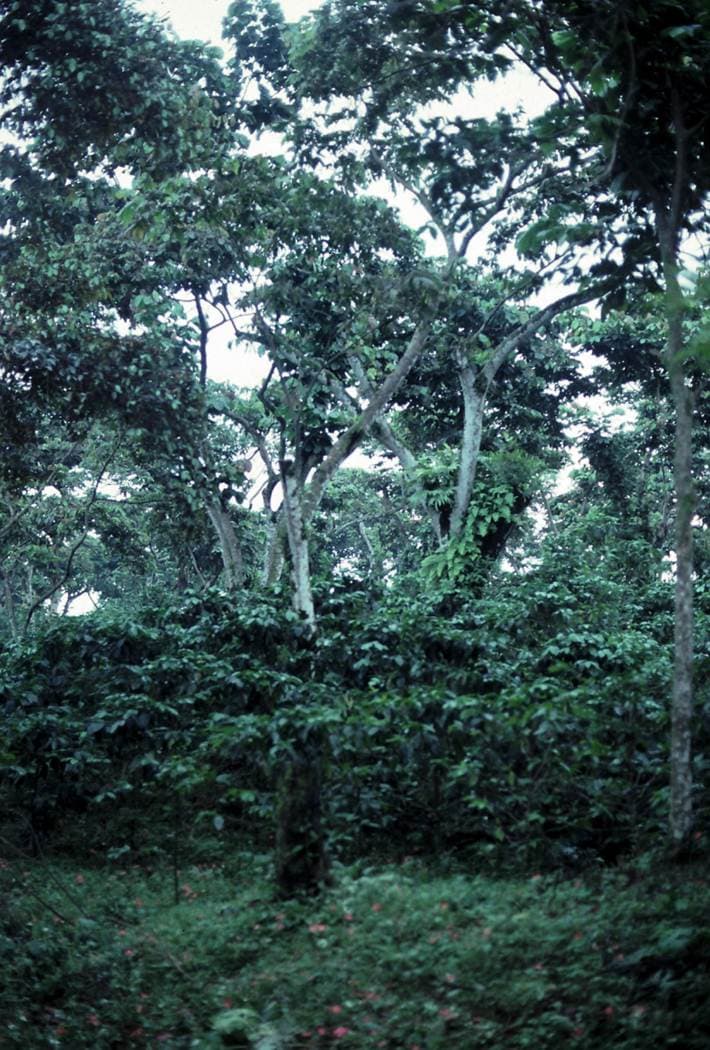 Coffee in Guatemala