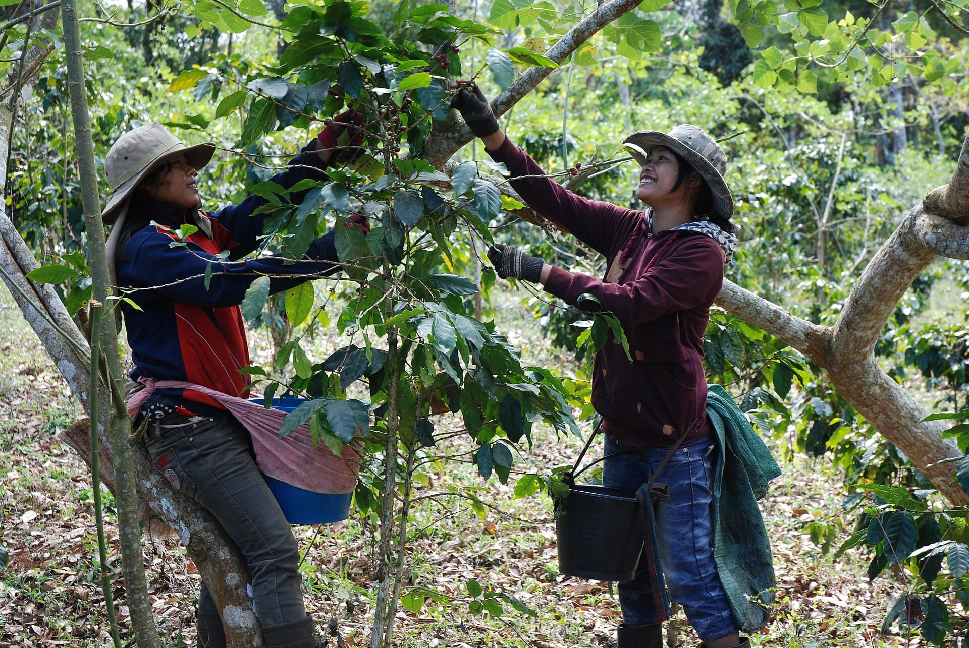 Coffee in Laos