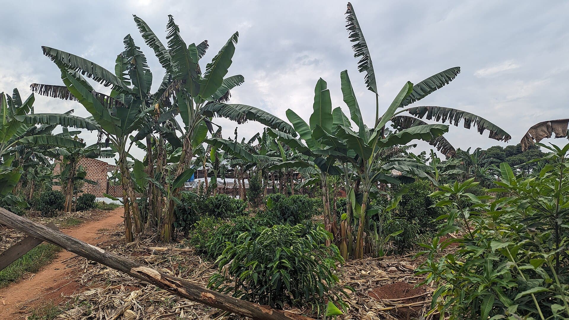 Coffee in Uganda