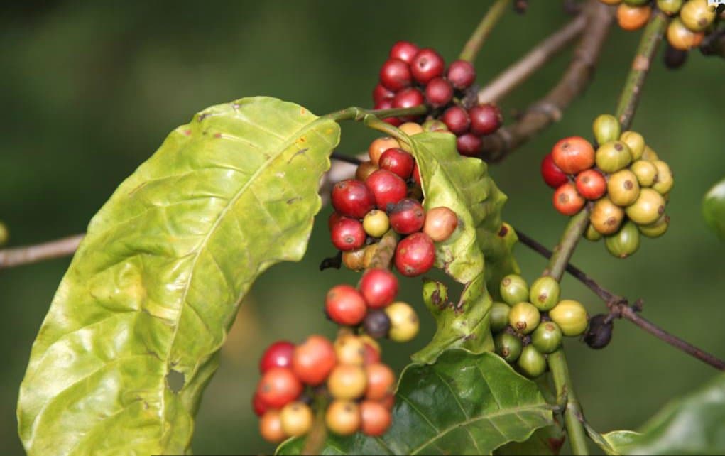 Coffee in Vietnam
