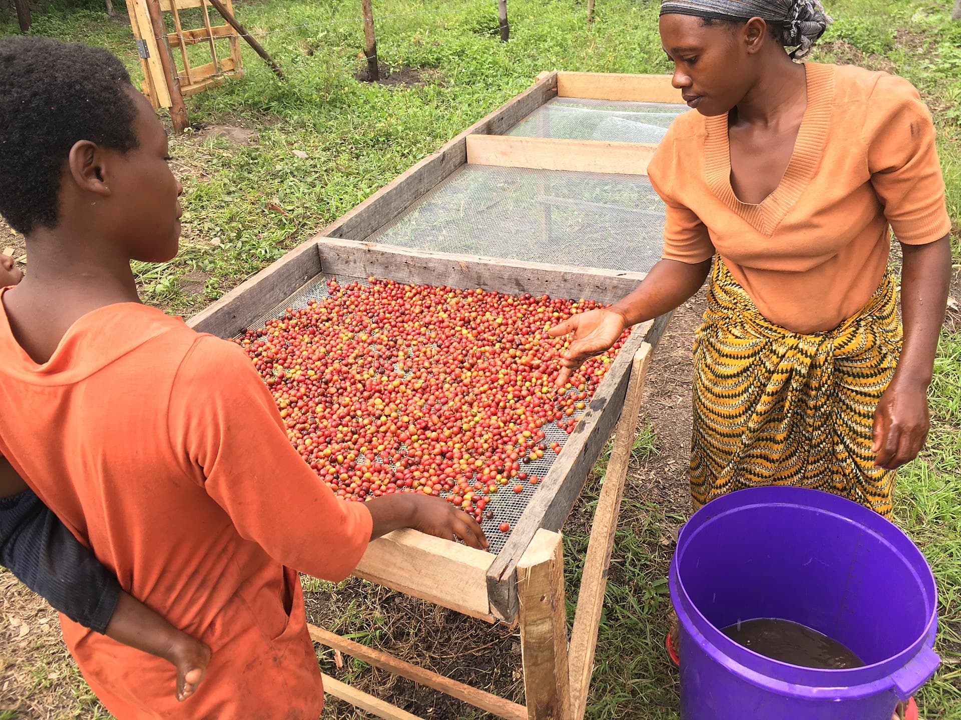 honey coffee process