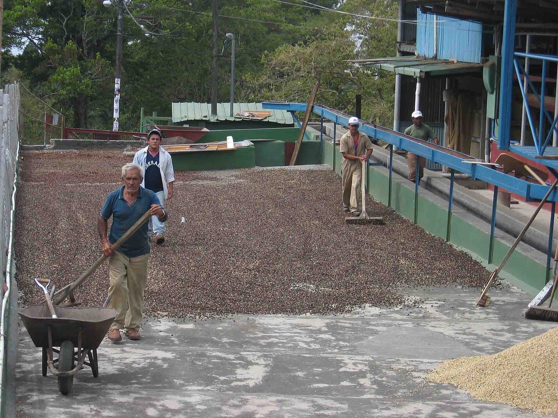 natural coffee process