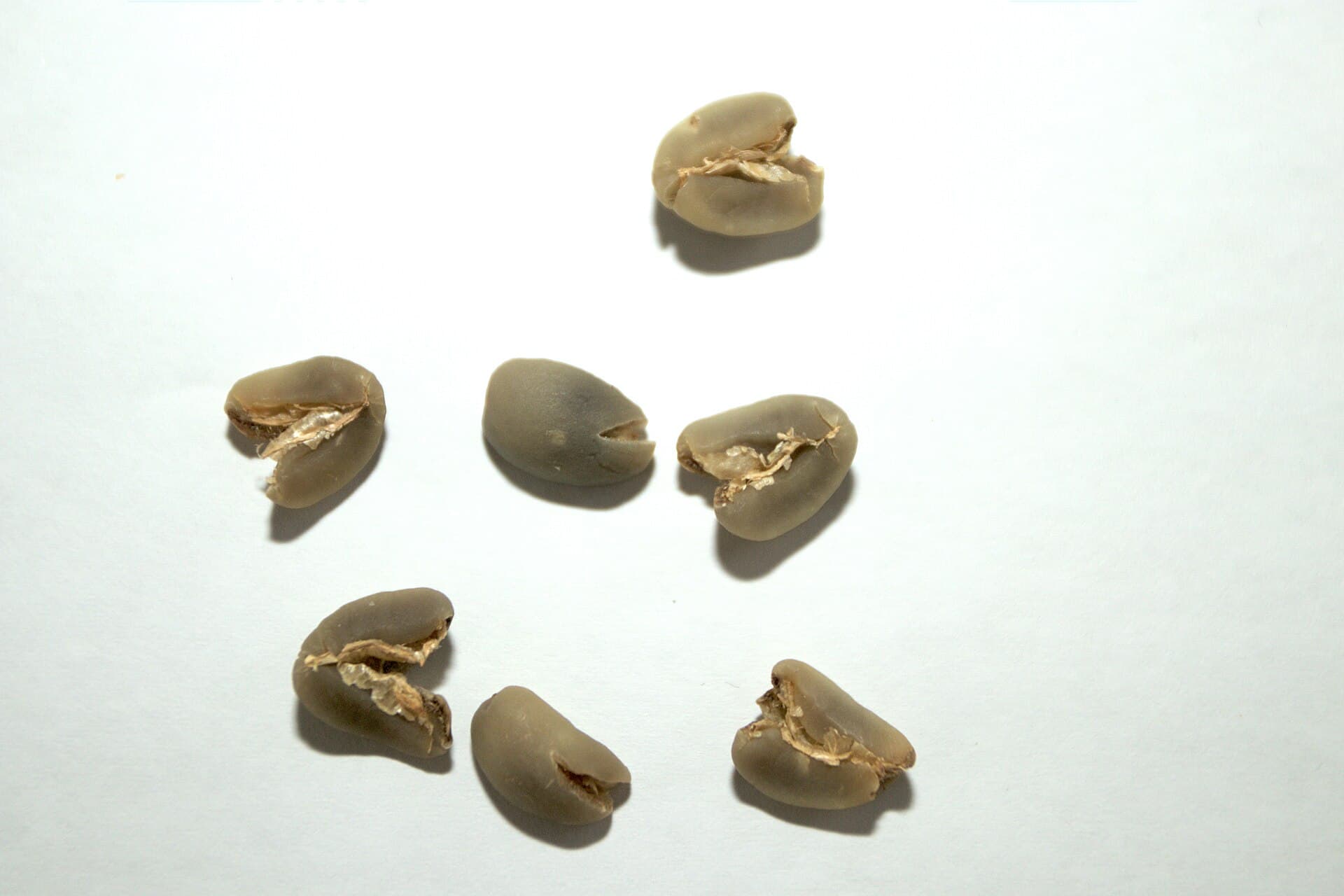 washed coffee process