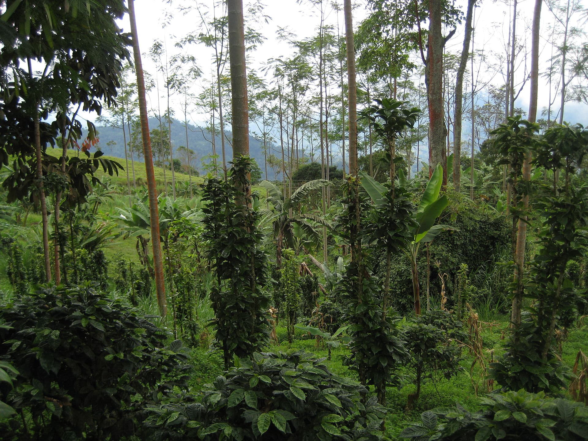 Antioquia coffee region