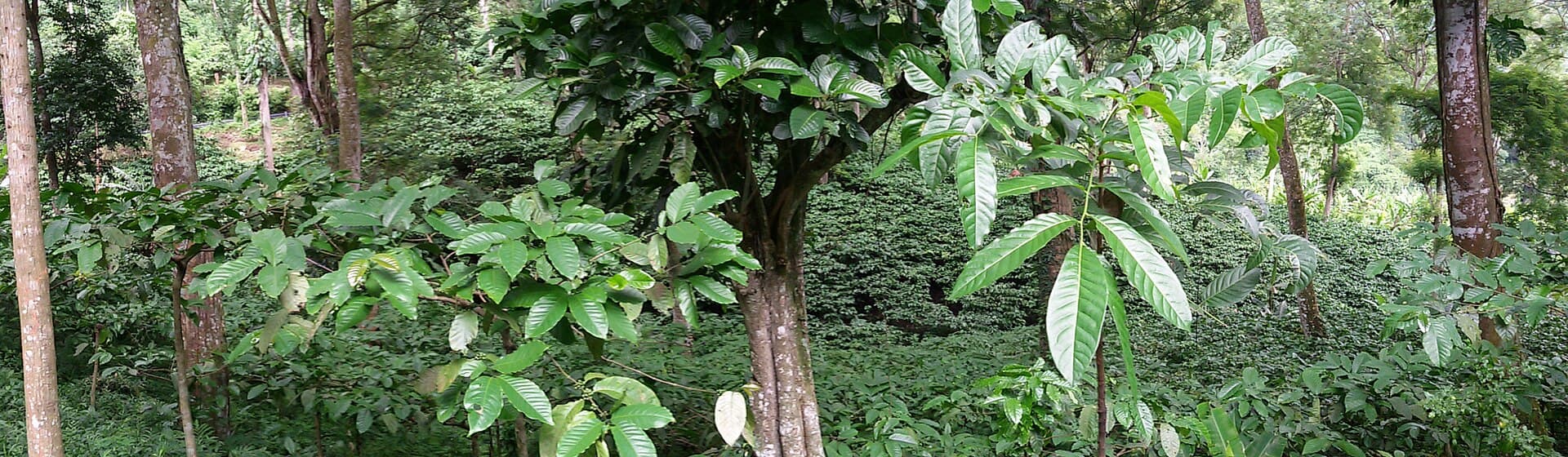 Lintong (North Sumatra) coffee region