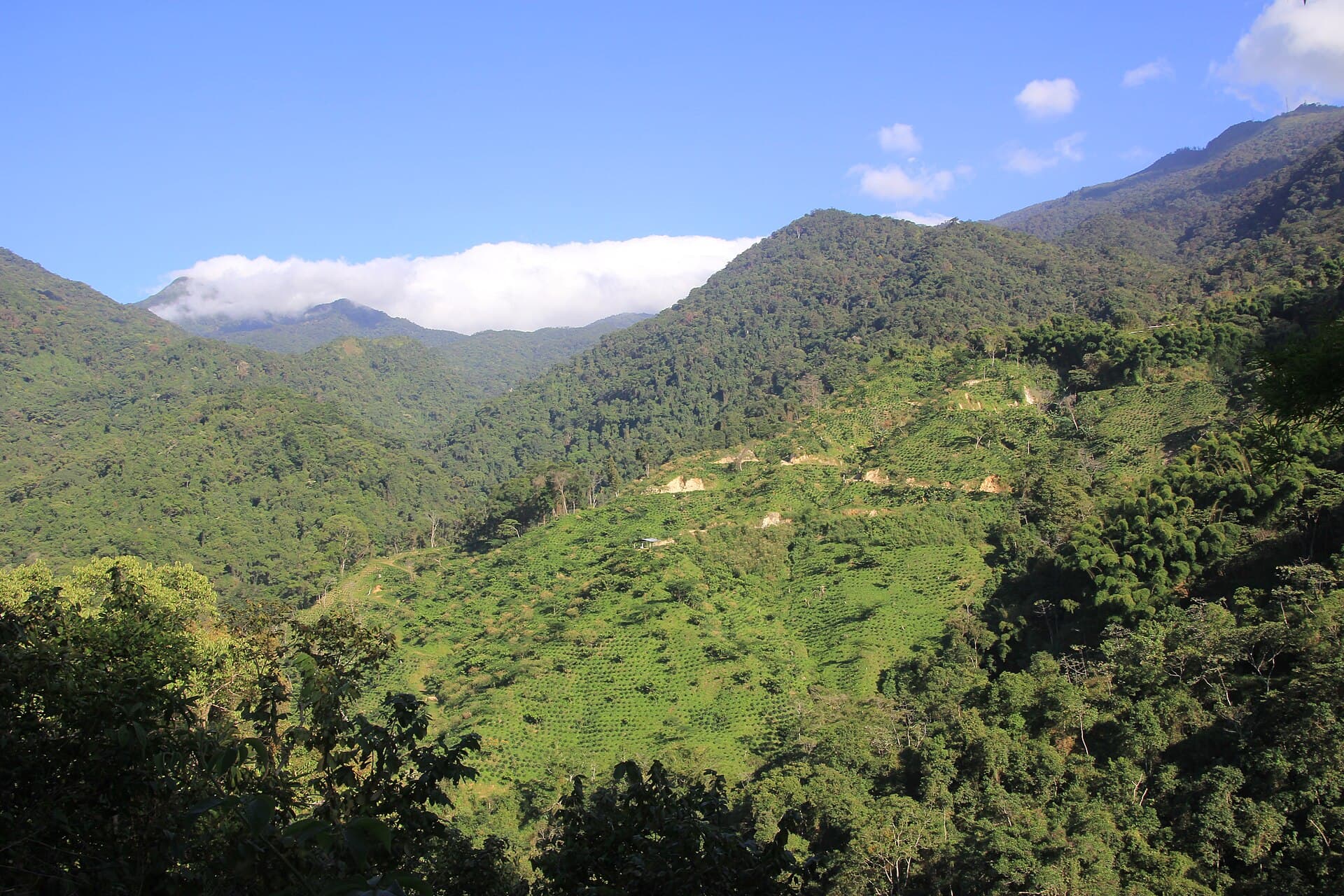 Sierra Nevada de Santa Marta coffee region