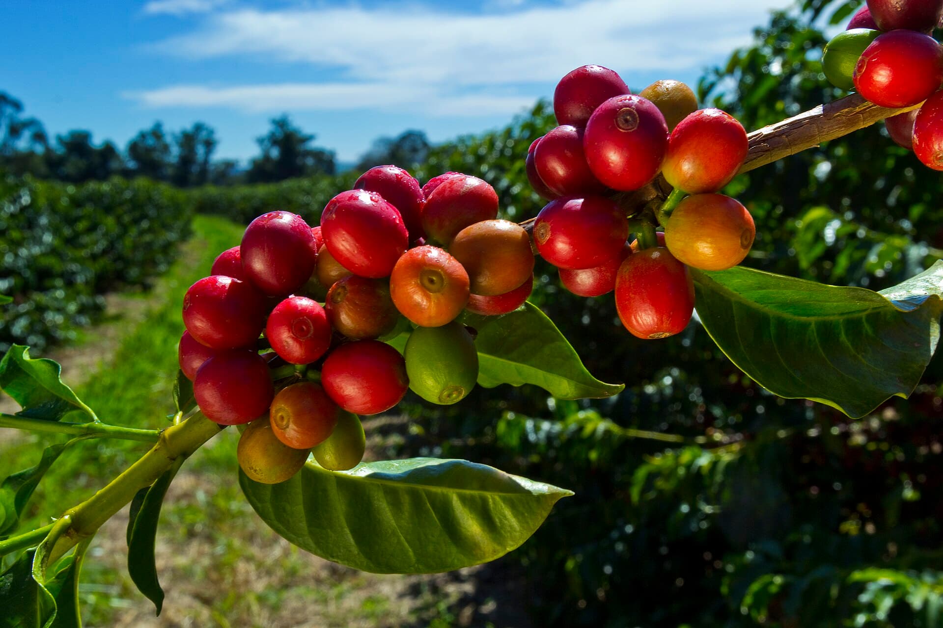 Mundo Novo coffee variety