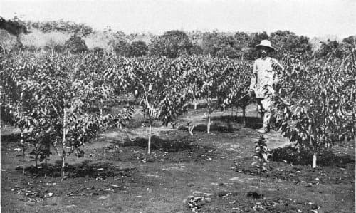 Bourbon coffee variety