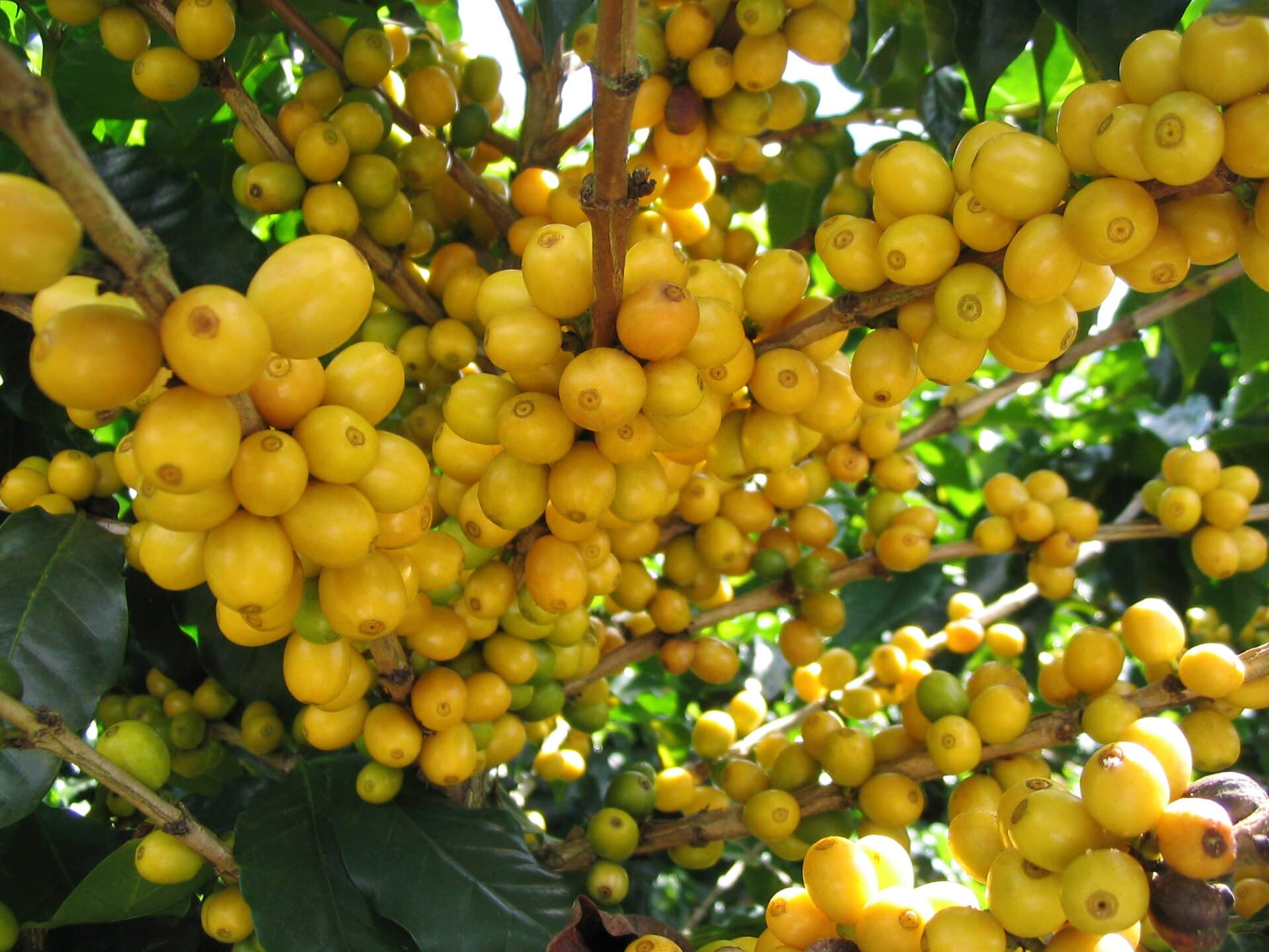 Catuai coffee variety