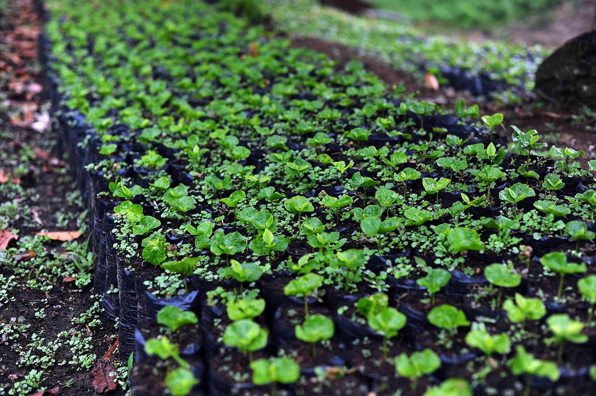 Colombia coffee variety