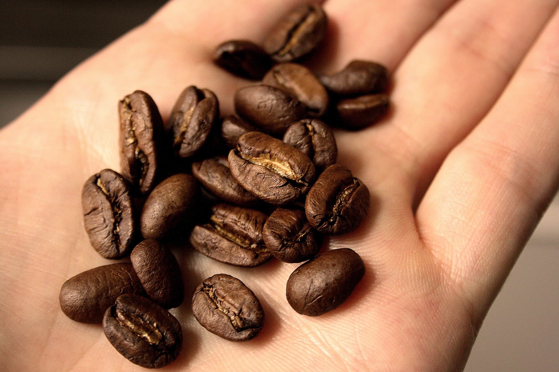 Maragogipe coffee variety