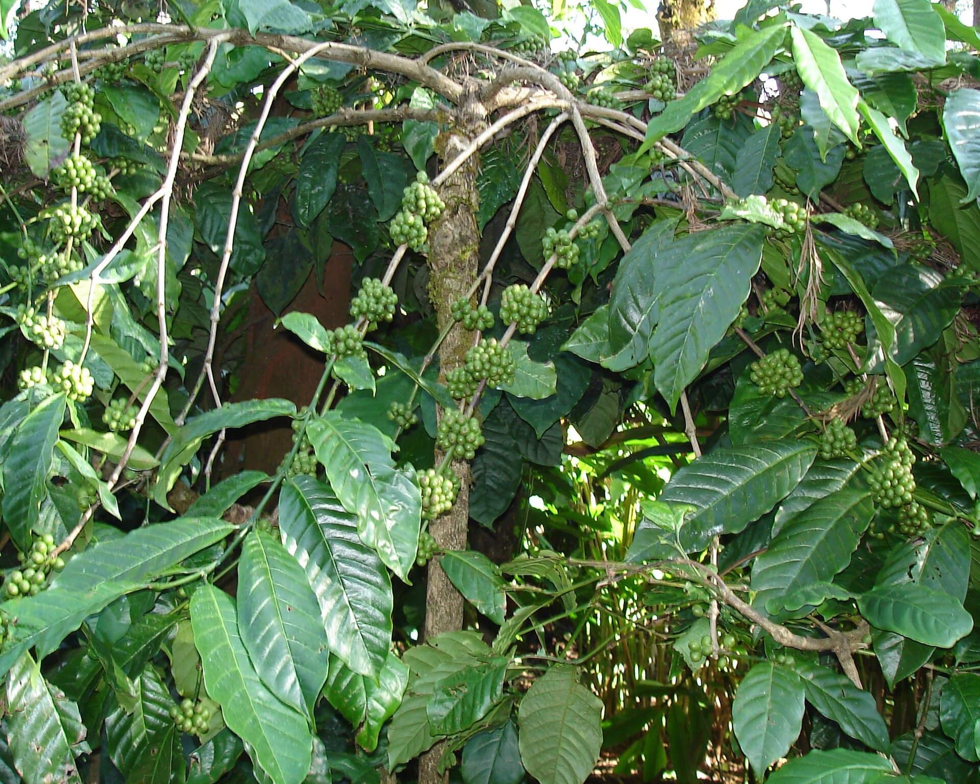Robusta coffee variety