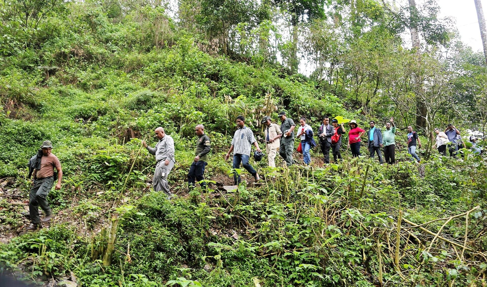 Hibrido de Timor coffee variety