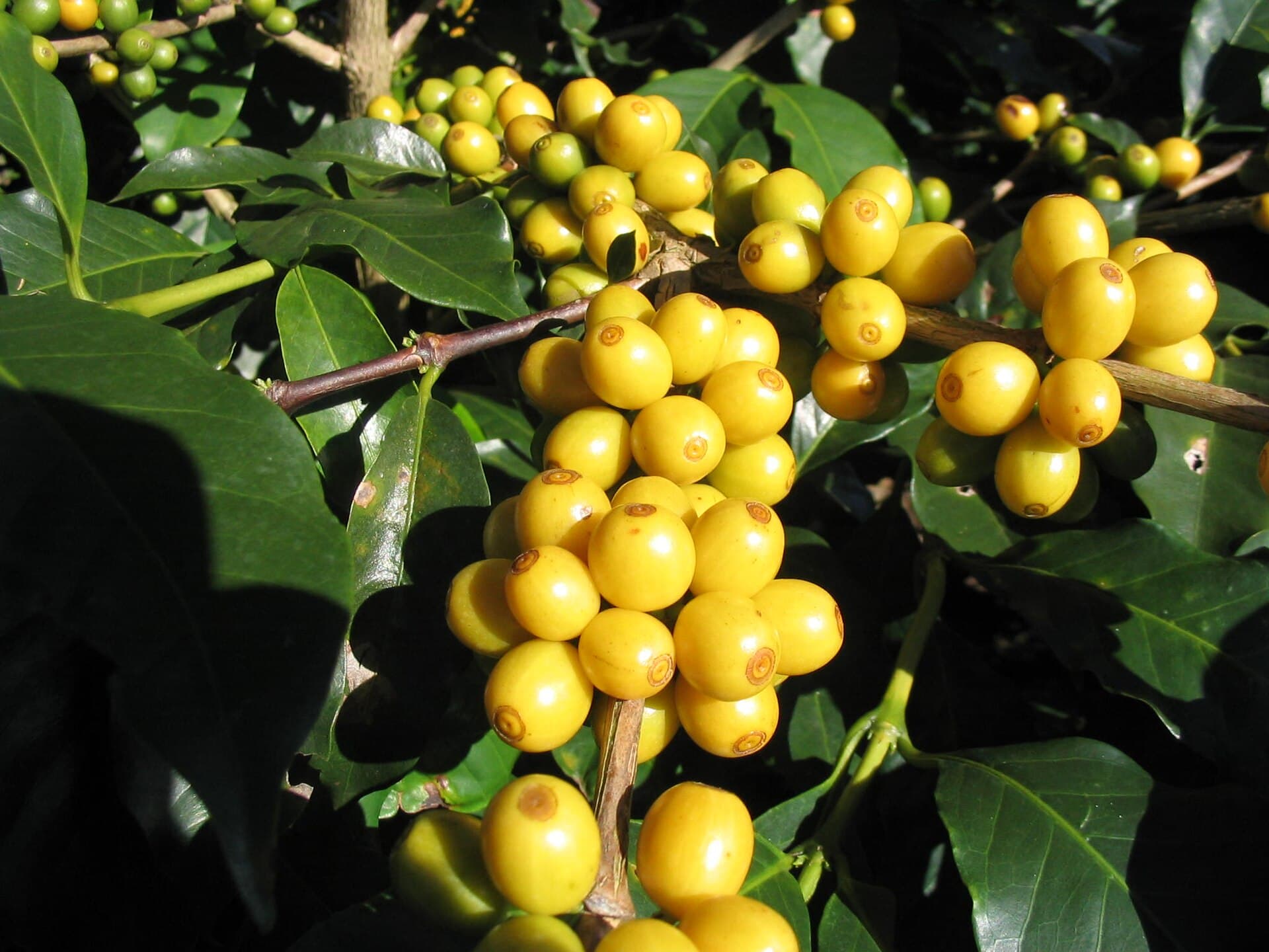 Yellow Bourbon coffee variety